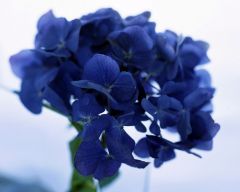 Tapeta Nature Flowers 522.jpg